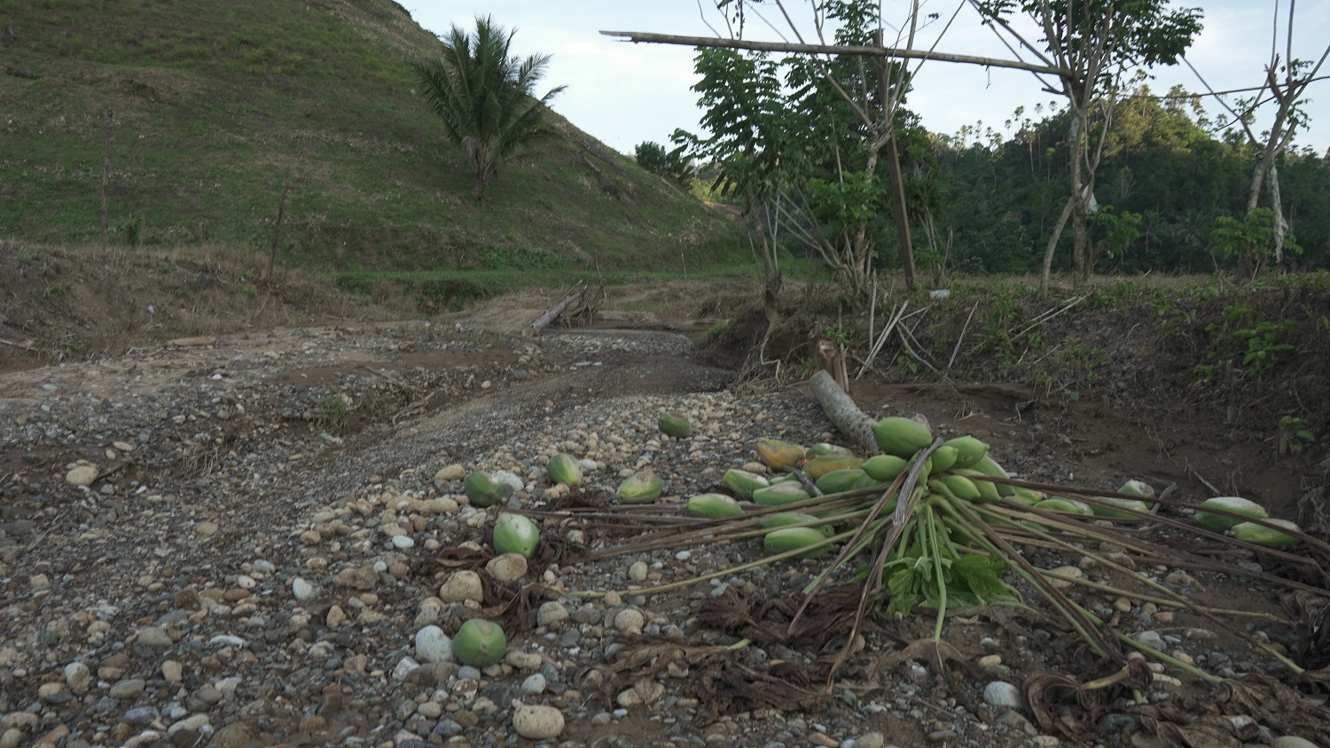 Areal lahan persawahan sudah kini rusak karena terjadinya sedimentasi. Foto Faisal Manoppo