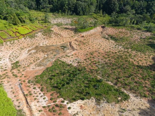 Area PIT Riska di lokasi pascatambang Lanjut JRBM mulai ditumbuhi bibit tanaman kayu dan buah-buahan. (Foto: tim reklamasi Lanjut JRBM)