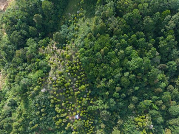 Kawasan pascatambang Lanut JRBM mulai ditumbuhi vegetasi merupakan upaya reklamasi yang sudah berjalan lima tahun. (Foto: tim reklamasi Lanjut JRBM)